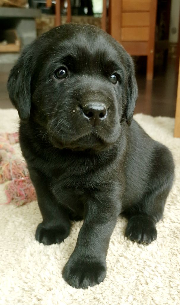 chiot Labrador Retriever du Haut Castel de la Vire