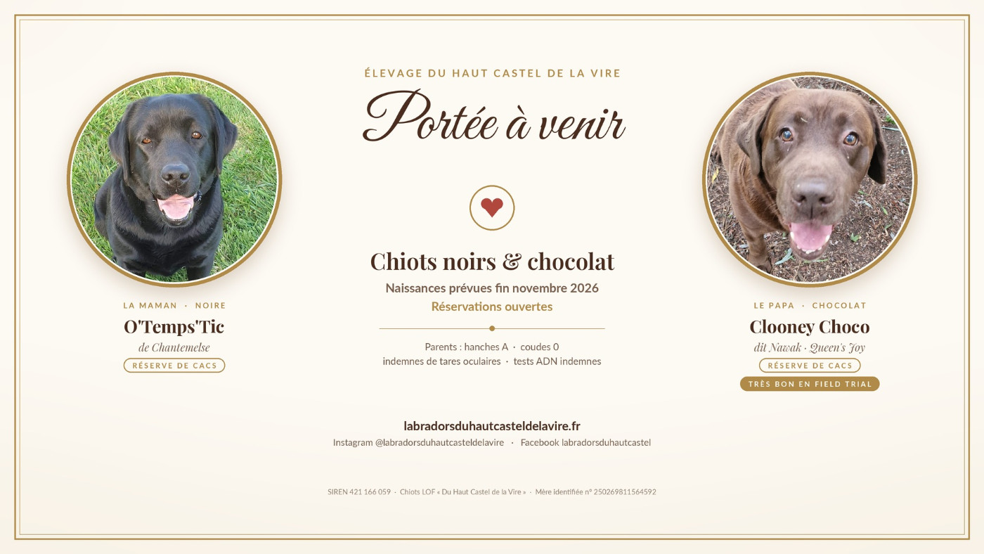 Portée à venir issue de deux parents Réserve de CACS : O'Temps'Tic de Chantemelse (noire) et Clooney Choco dit Nawak, Queen's Joy (chocolat).