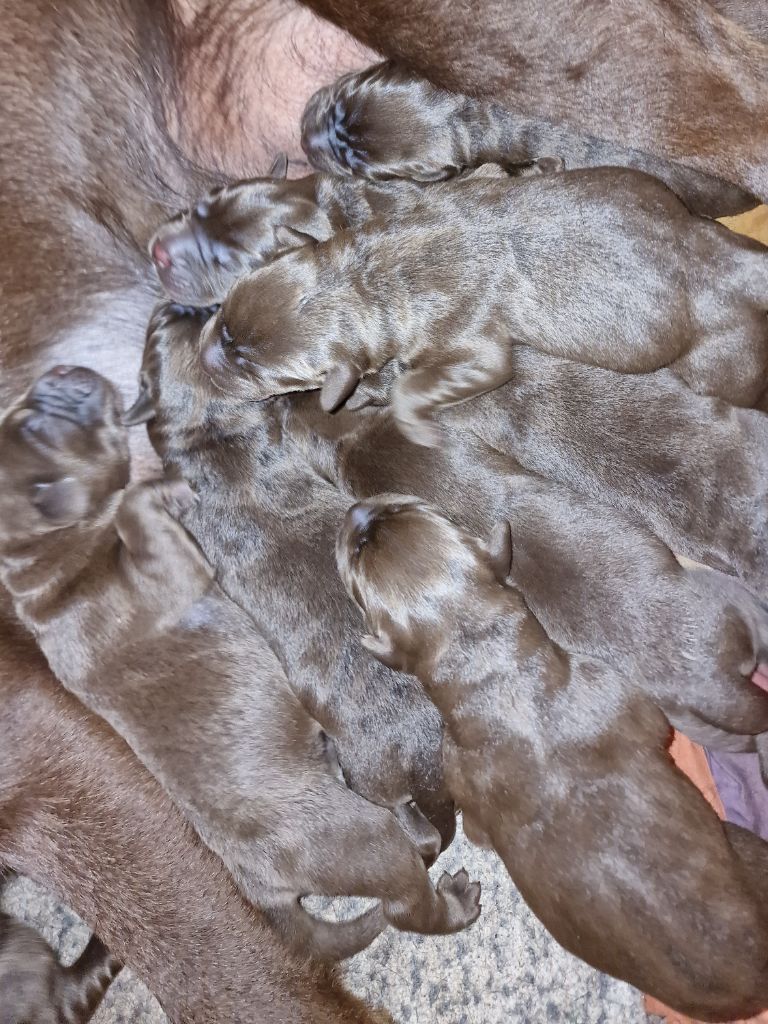 Nouvelle portée - Chiots labrador chocolat disponibles