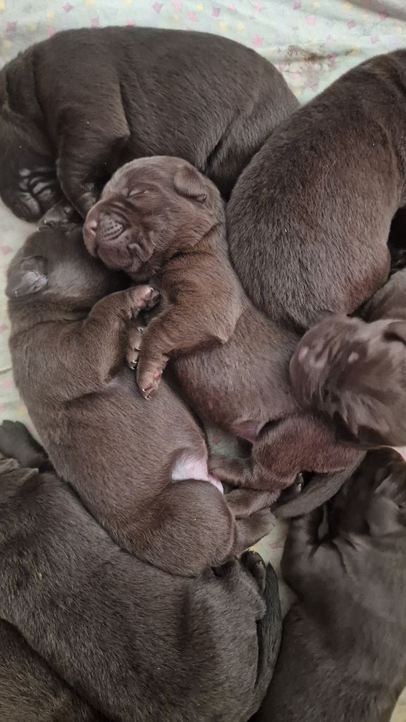 Chiot Labrador Retriever du Haut Castel de la Vire
