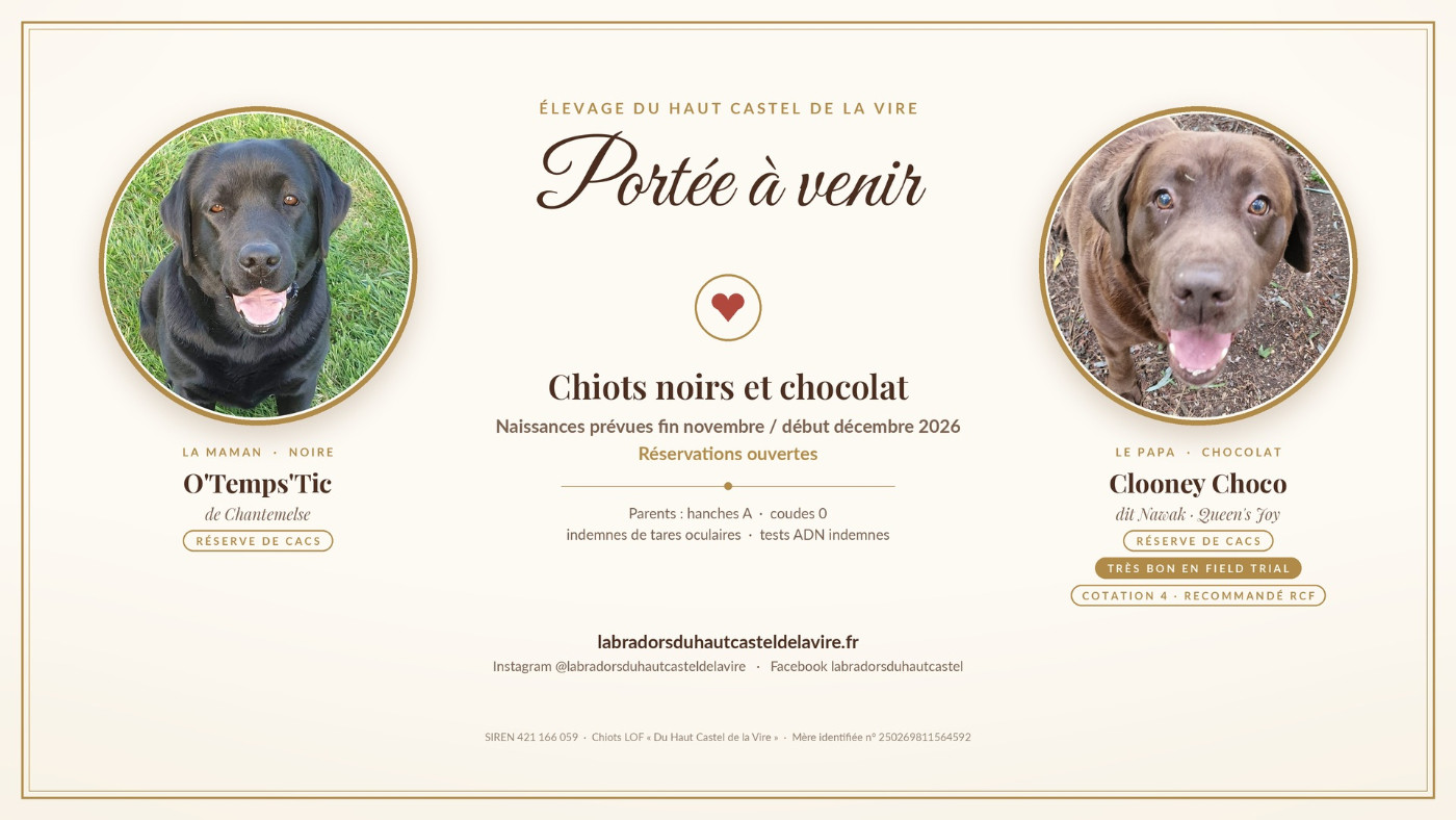 Chiot Labrador Retriever du Haut Castel de la Vire
