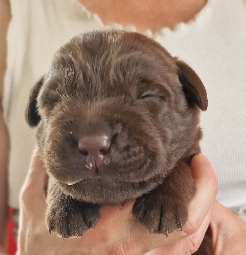 du Haut Castel de la Vire - Chiots disponibles - Labrador Retriever