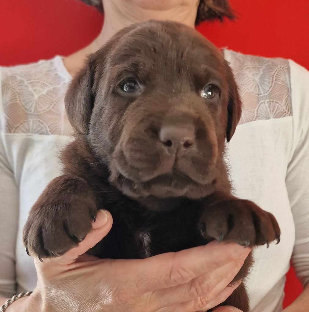 du Haut Castel de la Vire - Chiots disponibles - Labrador Retriever