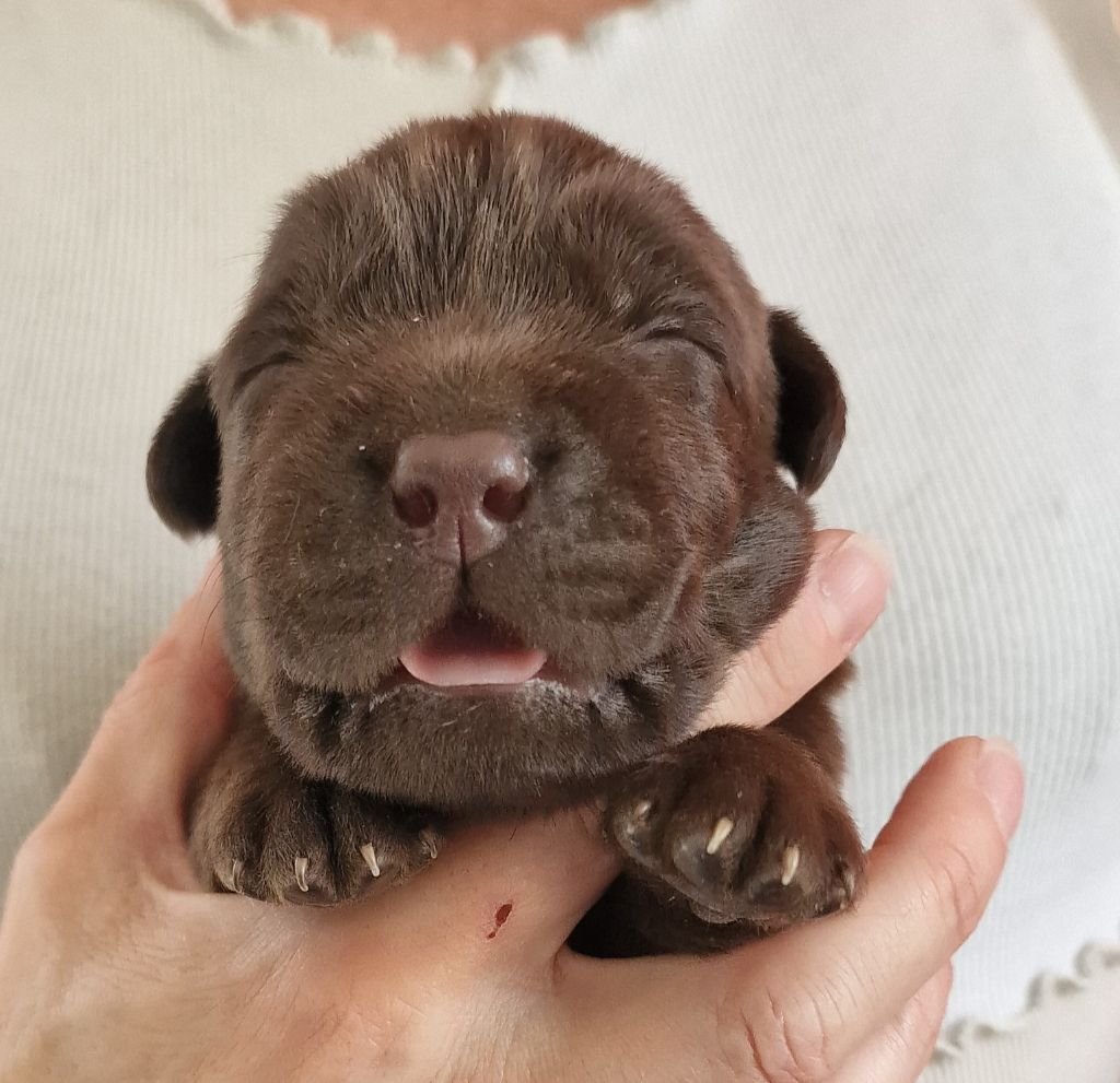 du Haut Castel de la Vire - Chiots disponibles - Labrador Retriever