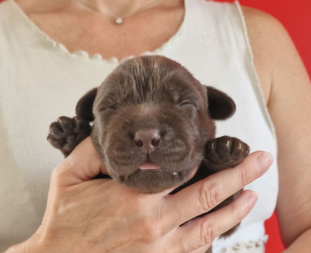 du Haut Castel de la Vire - Chiots disponibles - Labrador Retriever