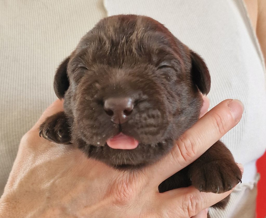du Haut Castel de la Vire - Chiots disponibles - Labrador Retriever