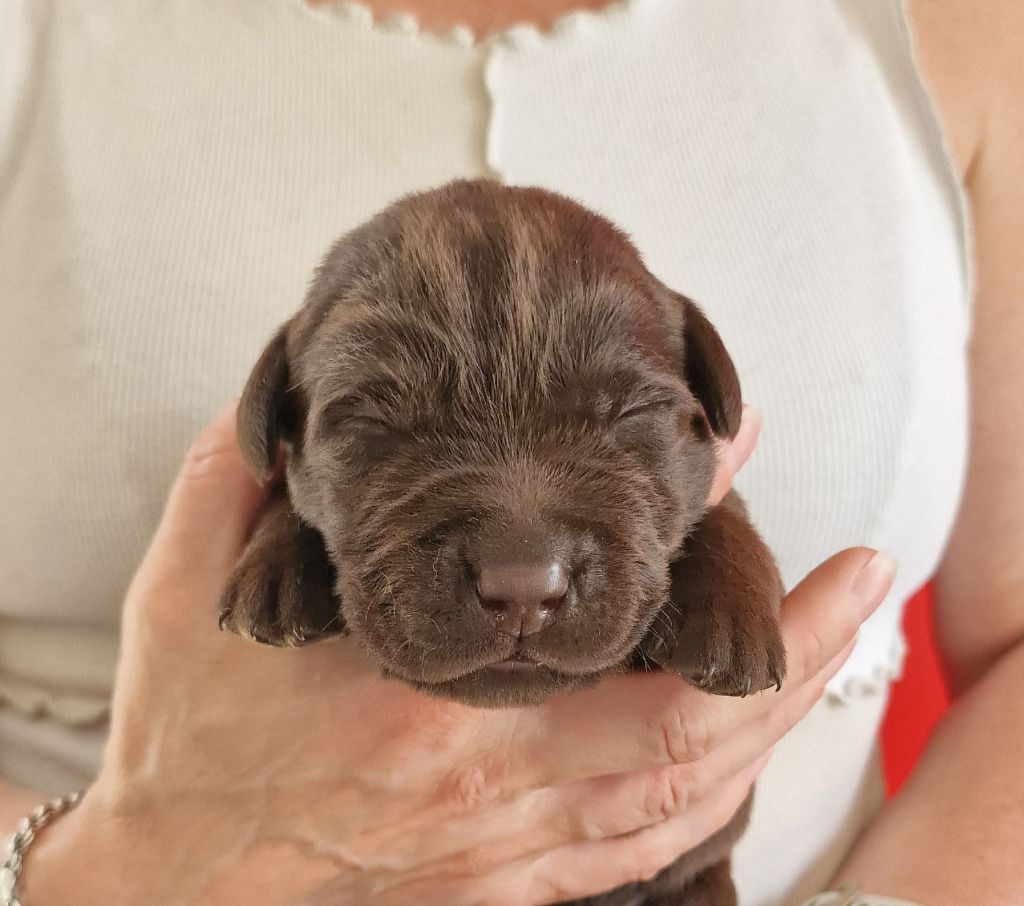 du Haut Castel de la Vire - Chiots disponibles - Labrador Retriever