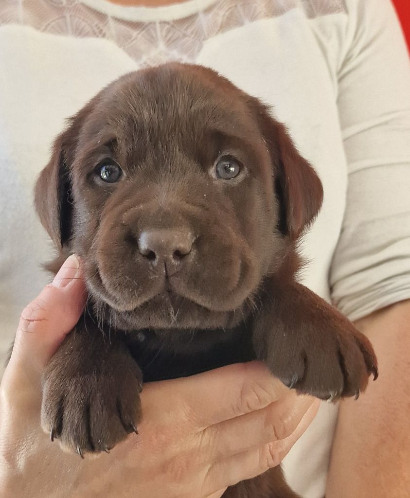du Haut Castel de la Vire - Chiots disponibles - Labrador Retriever
