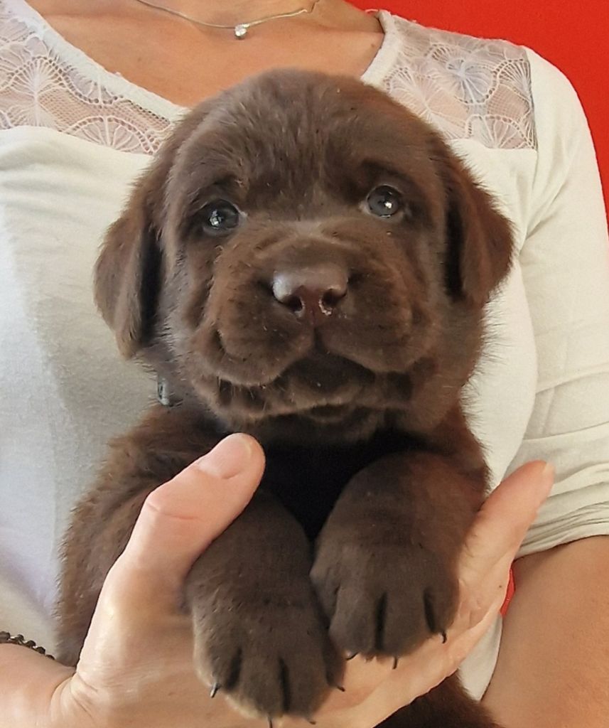 du Haut Castel de la Vire - Chiots disponibles - Labrador Retriever