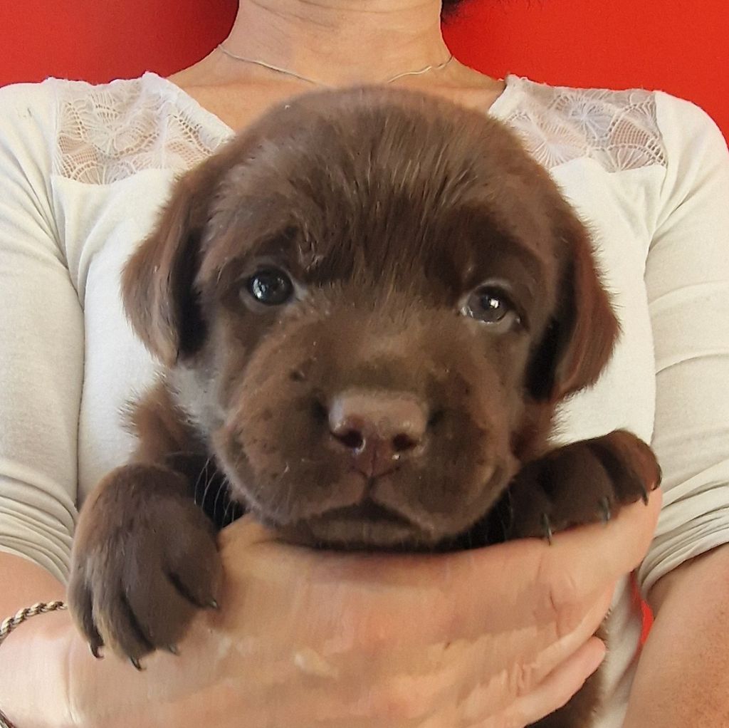 du Haut Castel de la Vire - Chiots disponibles - Labrador Retriever