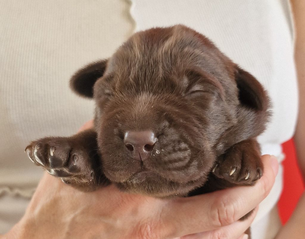du Haut Castel de la Vire - Chiots disponibles - Labrador Retriever
