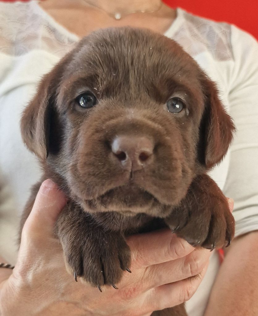 du Haut Castel de la Vire - Chiots disponibles - Labrador Retriever