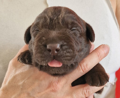 ANGUS
