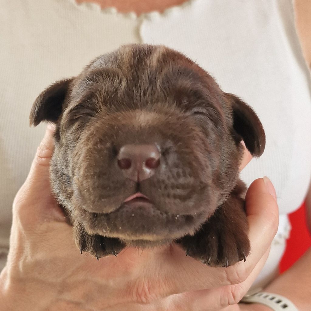 du Haut Castel de la Vire - Chiots disponibles - Labrador Retriever