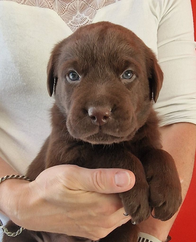 du Haut Castel de la Vire - Chiots disponibles - Labrador Retriever
